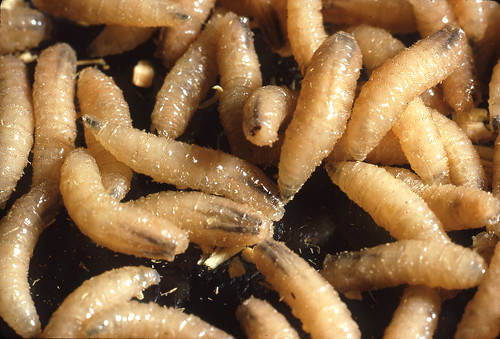 Kentucky issues new livestock rules after screwworm case in Texas