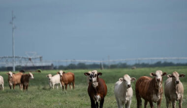 New Texas screwworm case brings US total to 6 with NM dog, USDA says