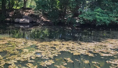 Toxic algae linked to dog deaths detected in Austin waterways