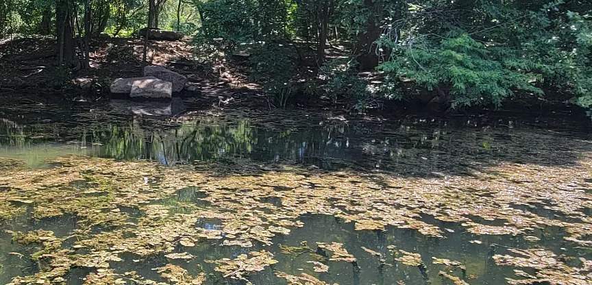 Toxic algae linked to dog deaths detected in Austin waterways
