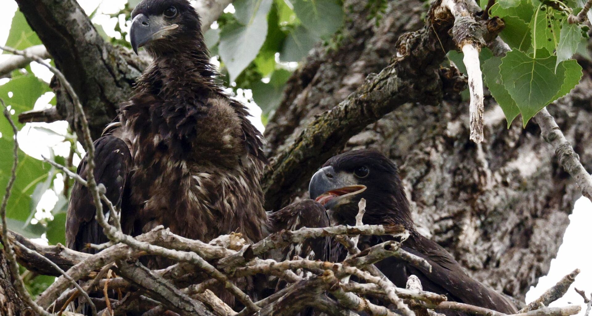 A pair of nearly three-month-old eaglets sit in their nest at White Rock Lake on Thursday, May 7, 2026, in Dallas.