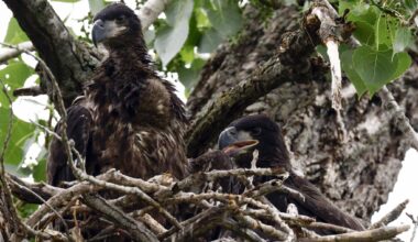 A pair of nearly three-month-old eaglets sit in their nest at White Rock Lake on Thursday, May 7, 2026, in Dallas.
