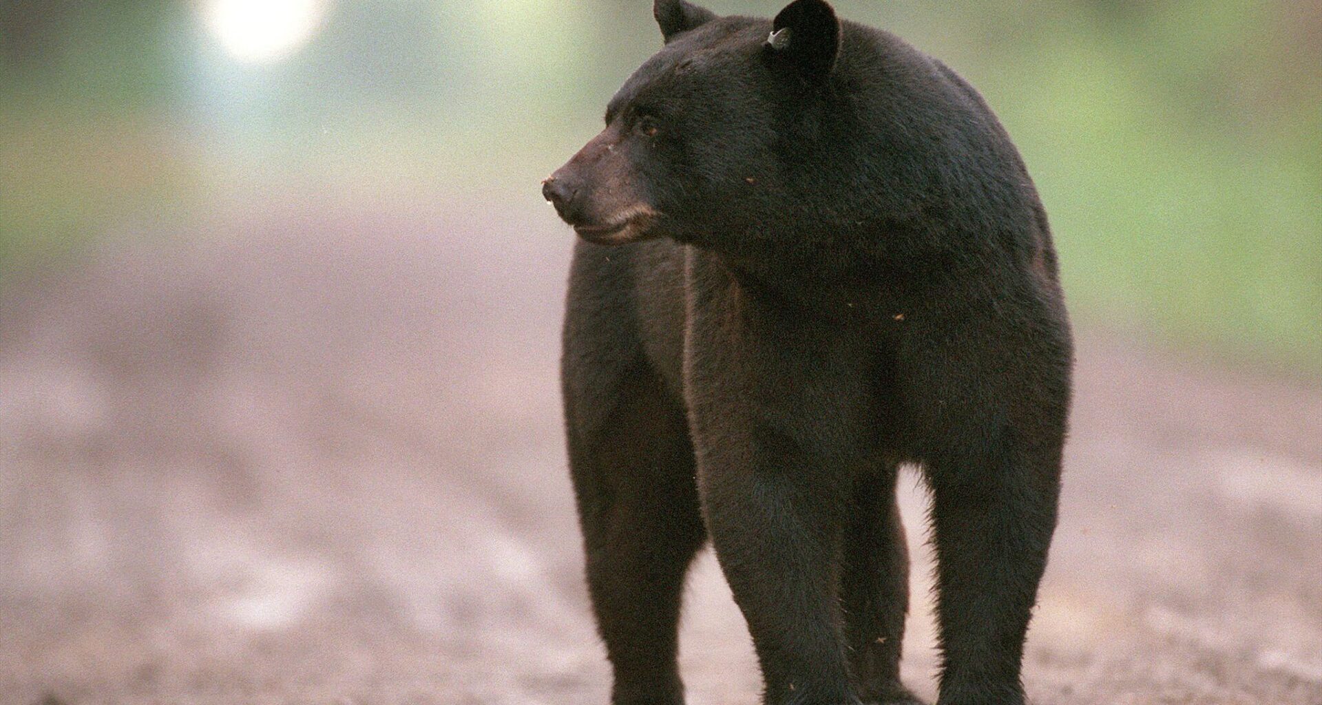 Black bear wanders onto South Texas ranch near Benavides