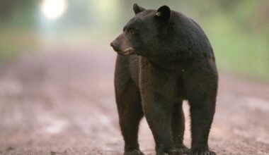 Black bear wanders onto South Texas ranch near Benavides