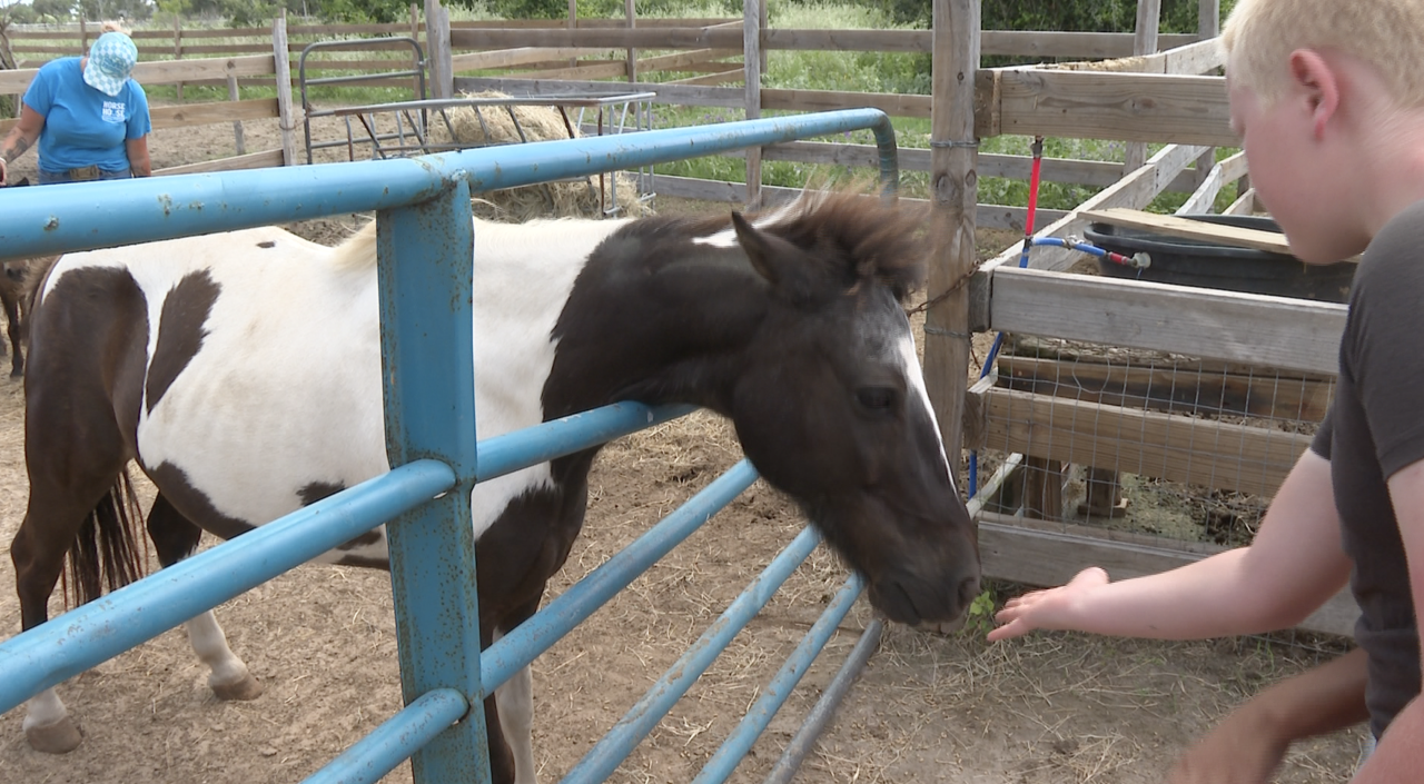 HORSE FEEDING