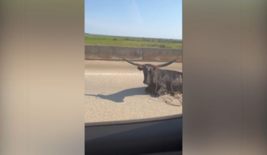 Texas longhorn gets loose on Bayway during rush hour