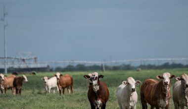 Texas Screwworm Outbreak: 6 Cases Confirmed & Quarantines Enacted