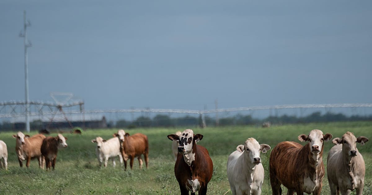 Texas Screwworm Outbreak: 6 Cases Confirmed & Quarantines Enacted