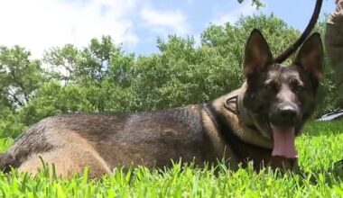 FIFA World Cup: Texas DPS sends explosive detection K-9 teams to Houston
