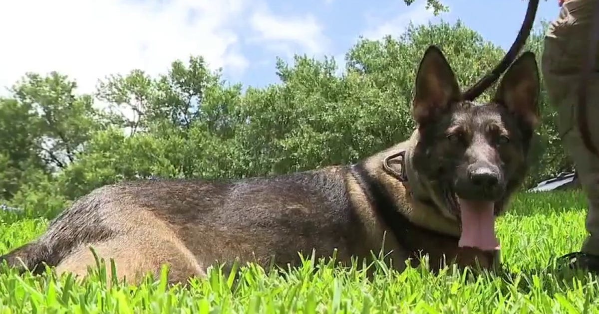 FIFA World Cup: Texas DPS sends explosive detection K-9 teams to Houston