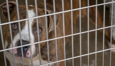 Dallas Animal Services reaches critical capacity, city asks for community help