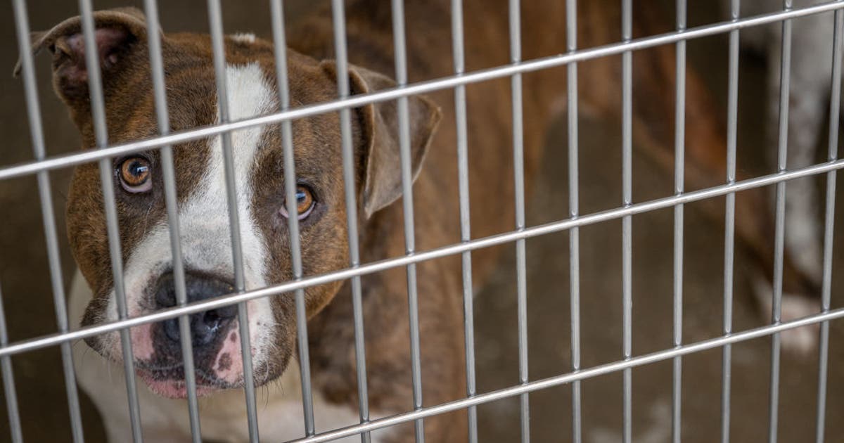 Dallas Animal Services reaches critical capacity, city asks for community help