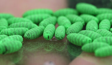 Political blame game follows as screwworm parasite threatens cattle in Texas