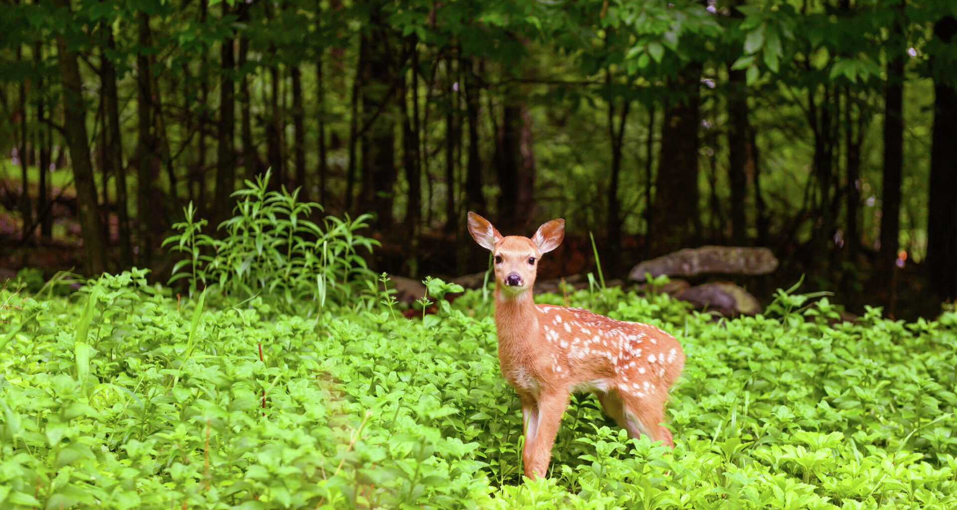Texas shelter stops taking wildlife after screwworm cases