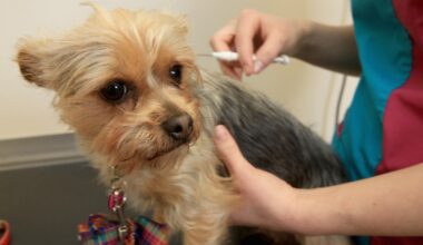 How To Keep Pets Safe During Fourth Of July In El Paso