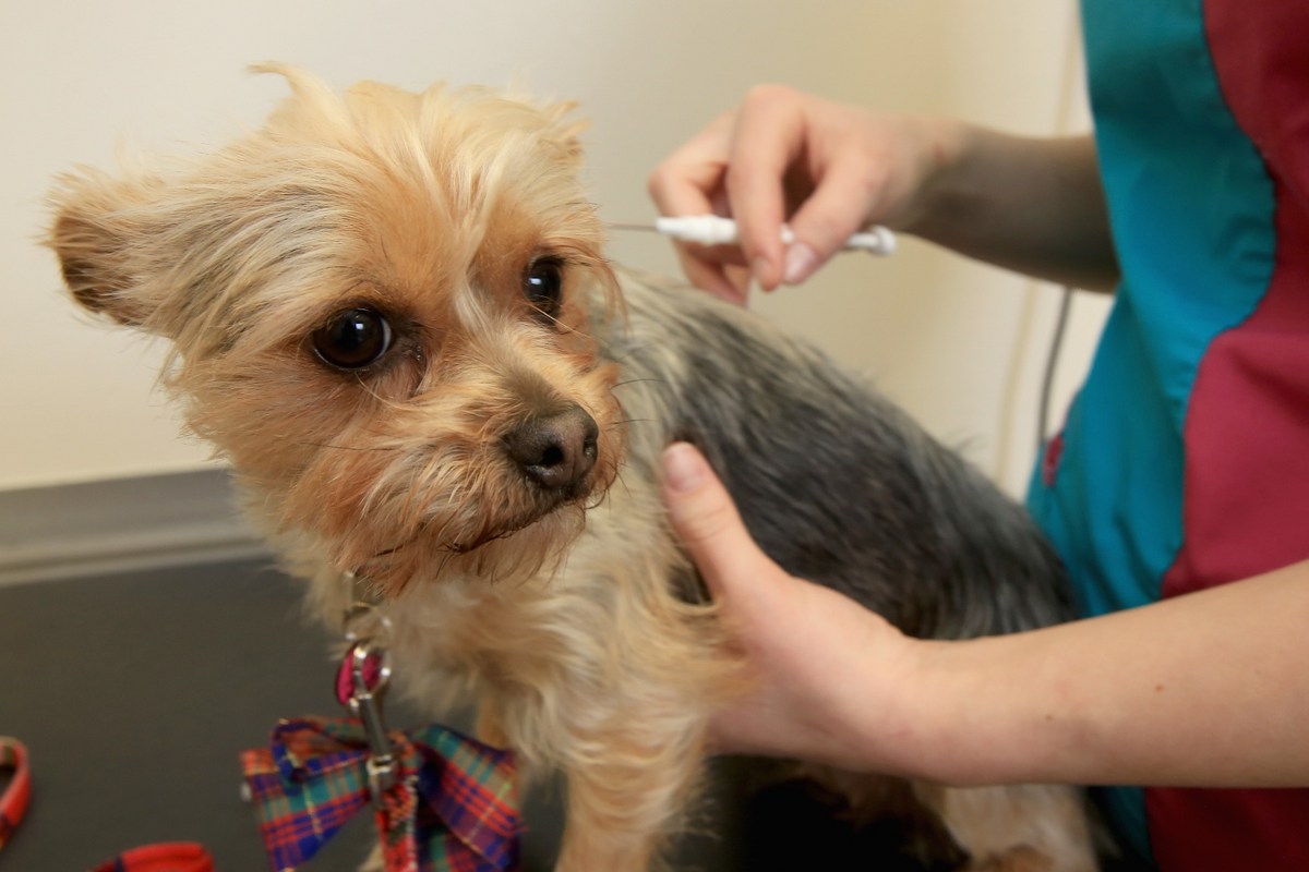 How To Keep Pets Safe During Fourth Of July In El Paso