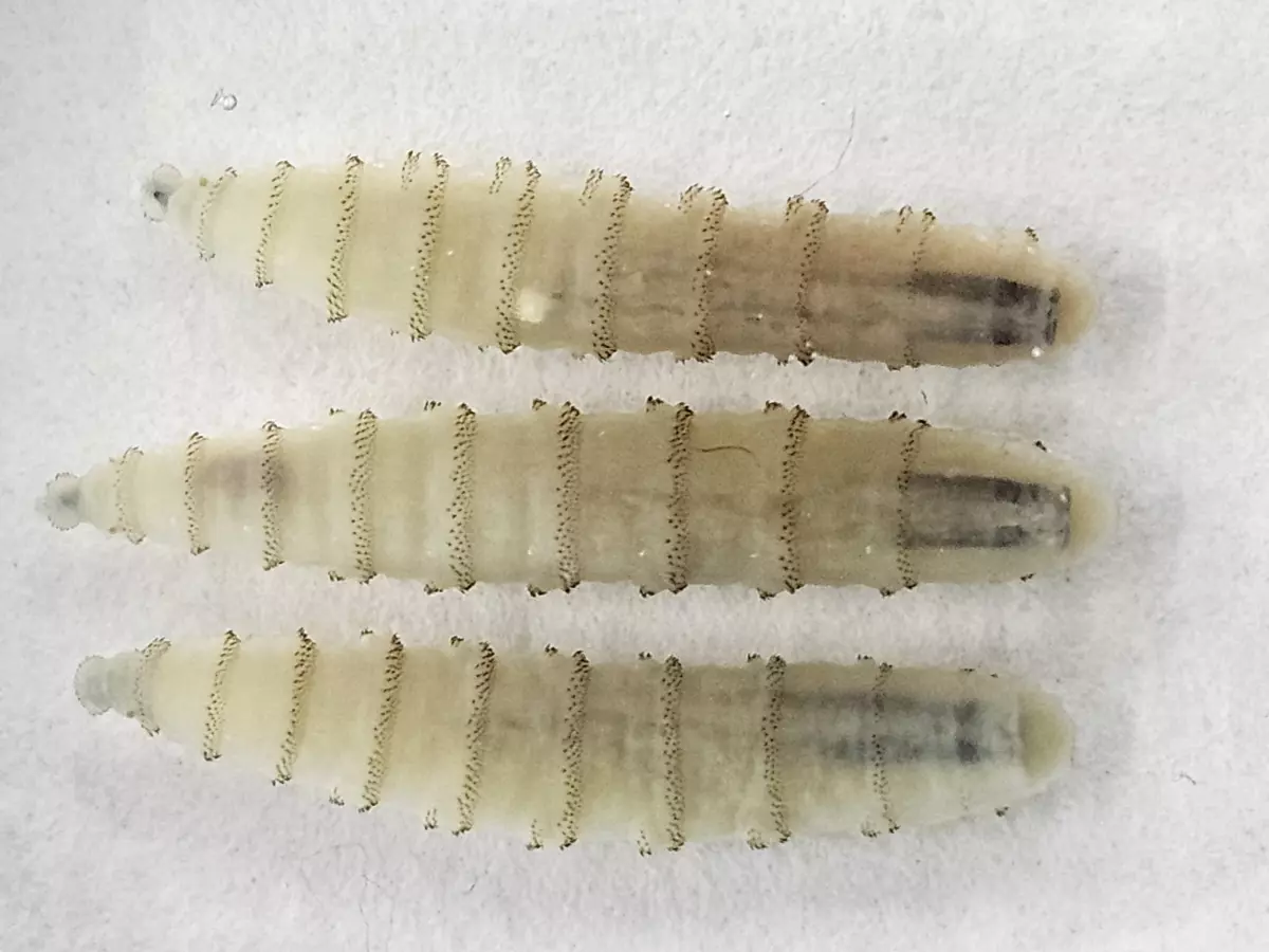 Closeup of three New World screwworm larvae.