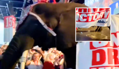 Four-Ton Elephant Urinates in Middle of Texas GOP Convention