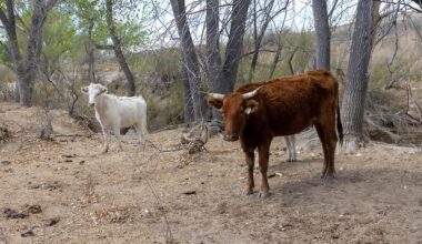 Flesh-eating screwworms confirmed in Texas as beef prices face new threat