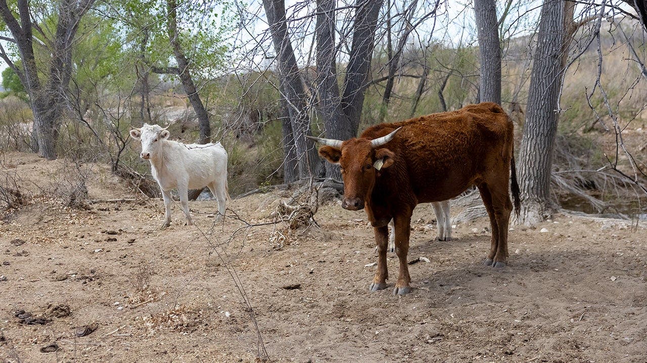 Flesh-eating screwworms confirmed in Texas as beef prices face new threat