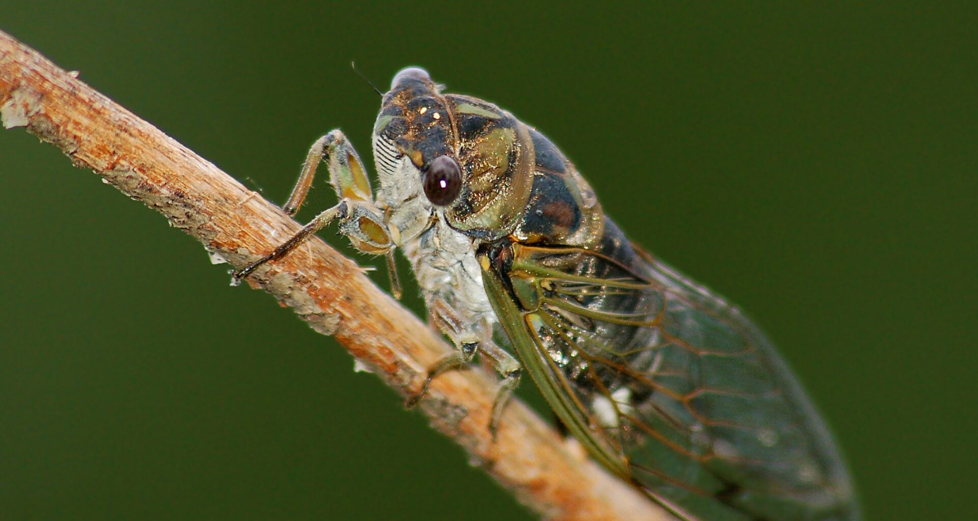 Can cicadas predict how hot a Texas summer will be? Expert weighs in
