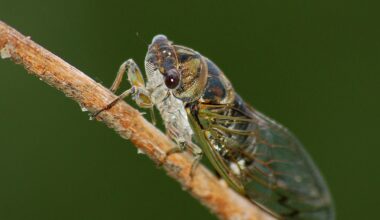 Can cicadas predict how hot a Texas summer will be? Expert weighs in