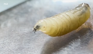 Screwworm was found in a dog in Texas. What does that mean for your pets?