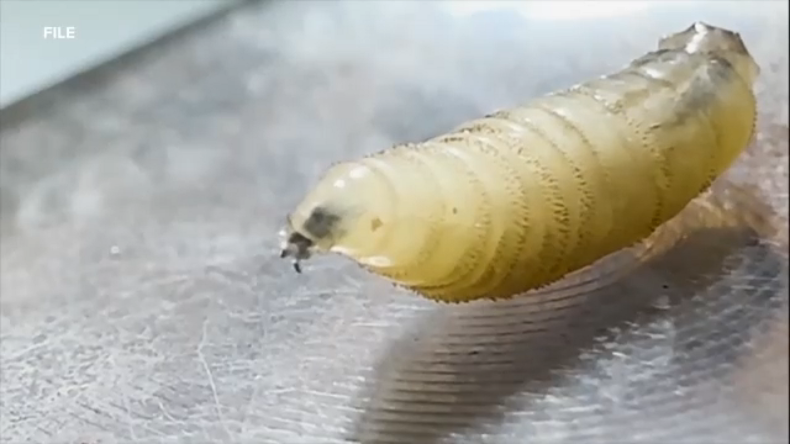 Screwworm was found in a dog in Texas. What does that mean for your pets?