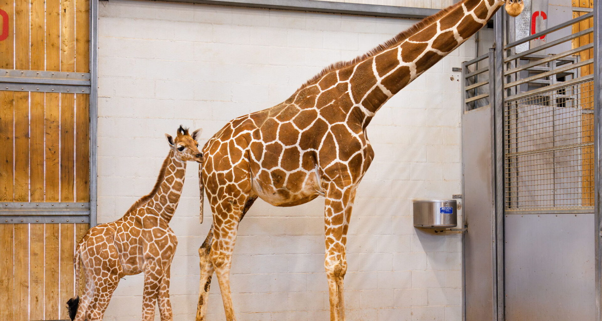 Fort Worth Zoo is home to reticulated giraffes, also known as Somali giraffes, which are classified as an endangered species by the International Union for the Conservation of Nature.