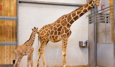 Fort Worth Zoo is home to reticulated giraffes, also known as Somali giraffes, which are classified as an endangered species by the International Union for the Conservation of Nature.