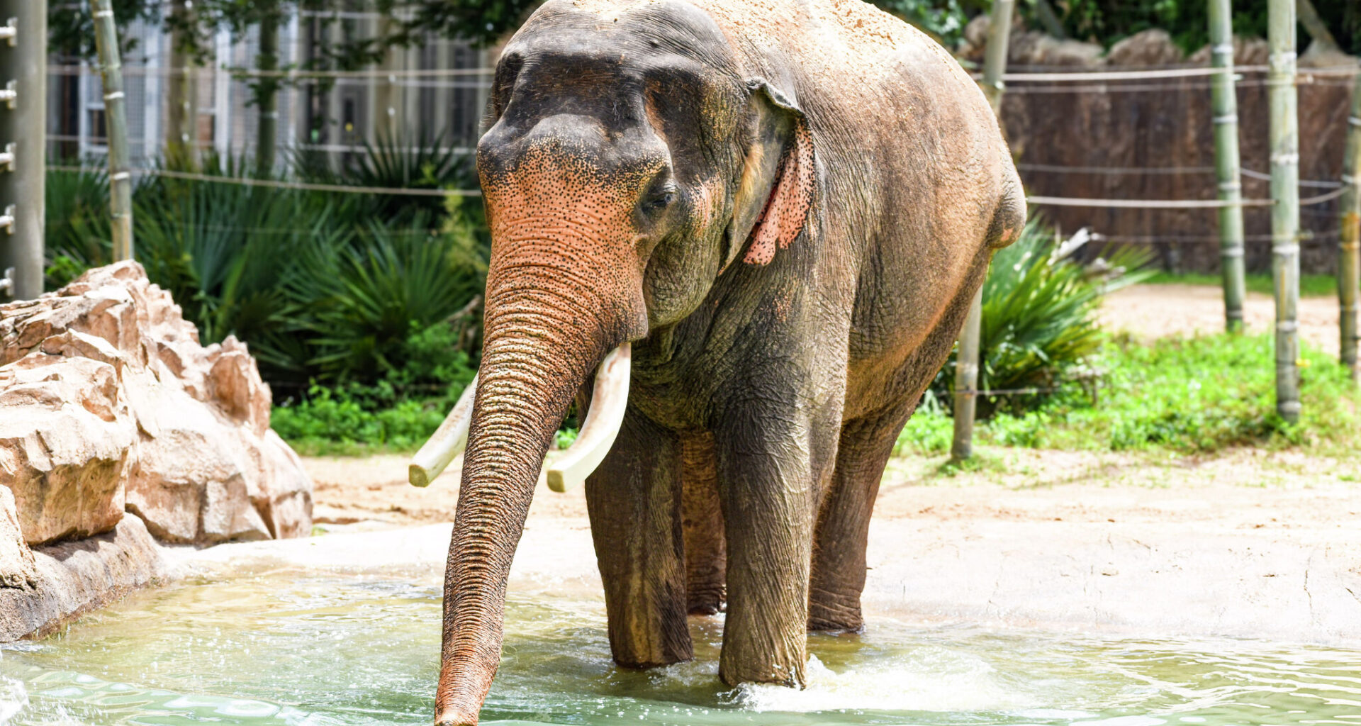 Few male elephants reach 61. This one lives in Houston