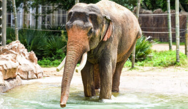 Few male elephants reach 61. This one lives in Houston