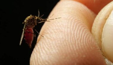 How to protect your property from an uptick in mosquitoes after rain, humidity