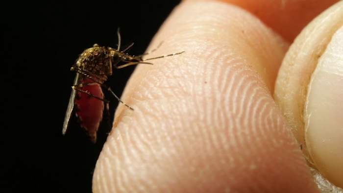 How to protect your property from an uptick in mosquitoes after rain, humidity