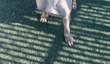 Good Day Good Dog: Quintavious