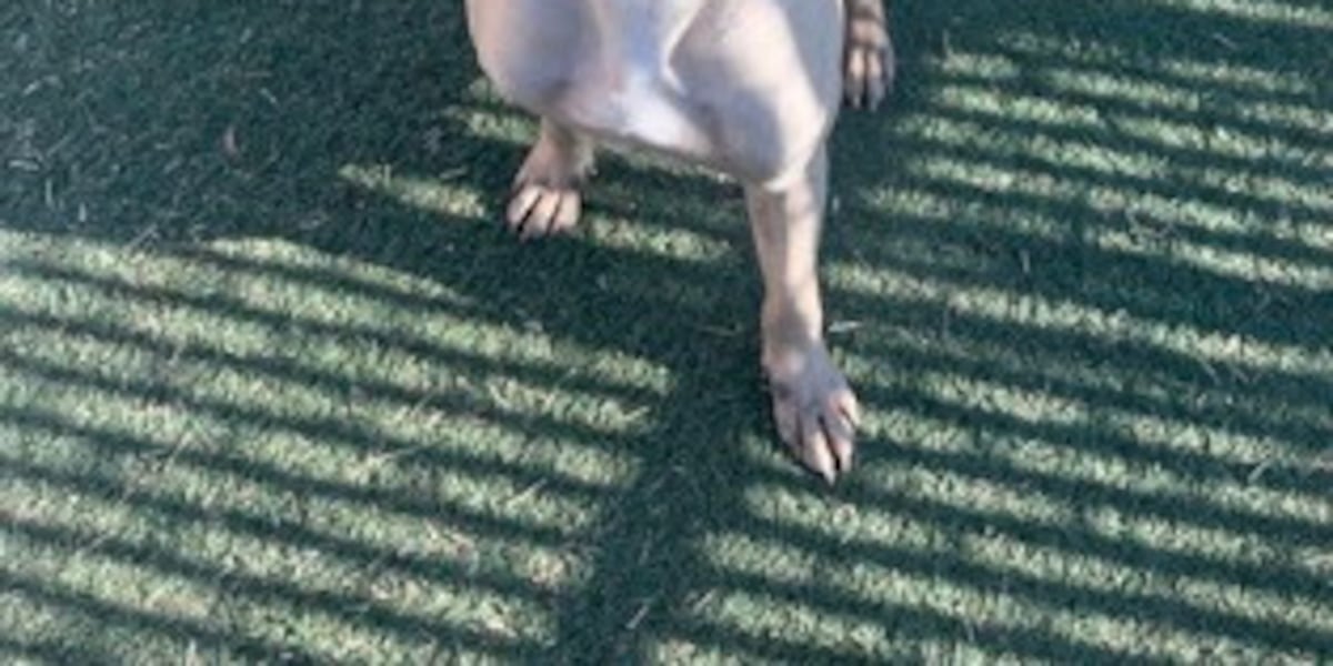 Good Day Good Dog: Quintavious