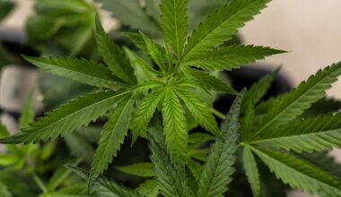 Supreme Court sides with a Texas man who says it’s not a crime for marijuana users to have guns