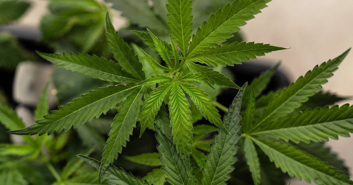 Supreme Court sides with a Texas man who says it’s not a crime for marijuana users to have guns
