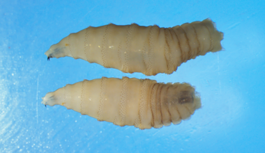 UTA receives federal grant to tackle New World screwworm