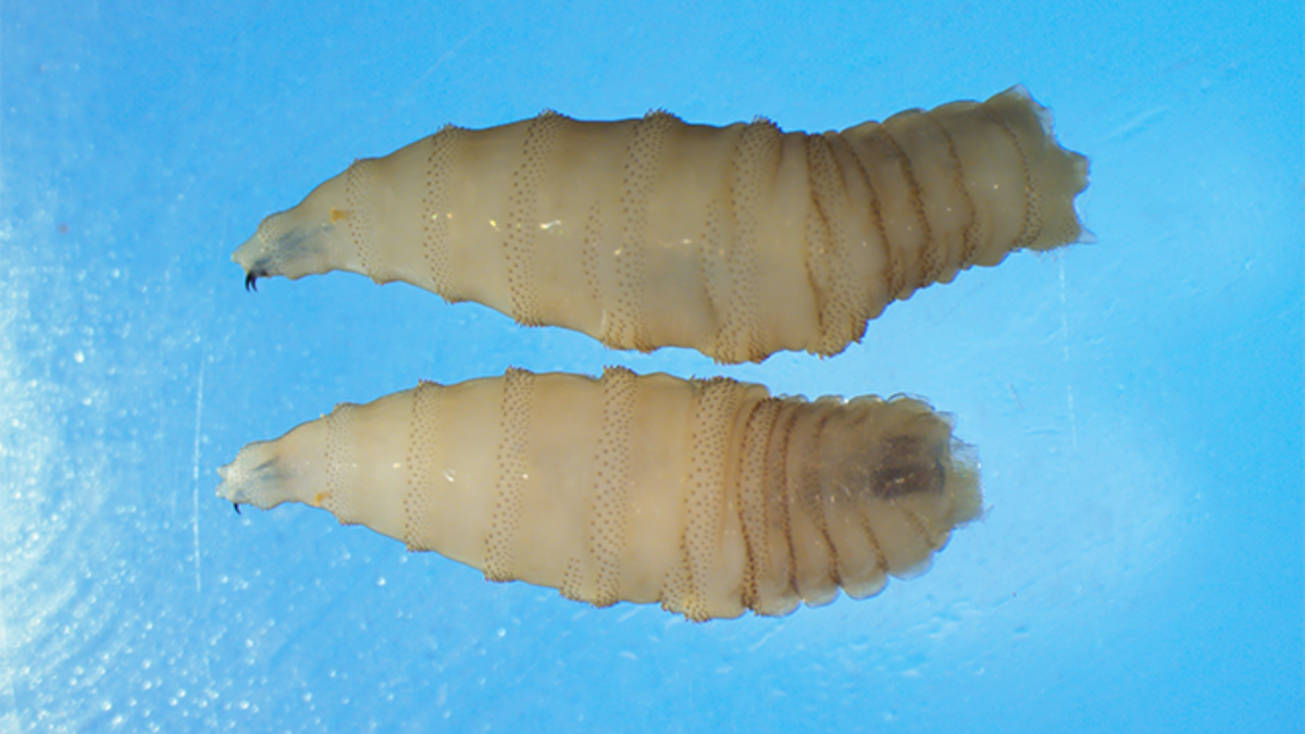 The New World screwworm is a flesh-eating parasite that lays eggs in open wounds. It can be devastating to livestock and, in rare cases, humans. The New World screwworm is a flesh-eating parasite that lays eggs in open wounds. It can be devastating to livestock and, in rare cases, humans.