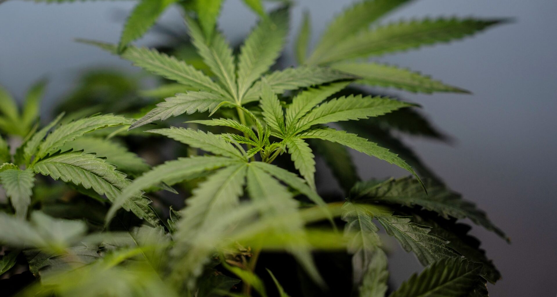 Supreme Court sides with a Texas man who says it’s not a crime for marijuana users to have guns