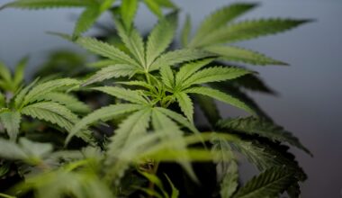 Supreme Court sides with a Texas man who says it’s not a crime for marijuana users to have guns