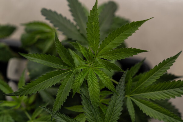 Marijuana clones are shown for sale at Tropicanna Dispensary and Weed Delivery in Santa Ana, California, on April 23, 2026. (AP Photo/Jae C. Hong)
