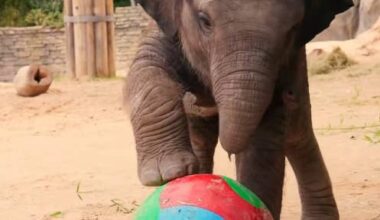 Playful Elephants at Fort Worth Zoo Kick Around a Soccer Ball Just in Time for the World Cup