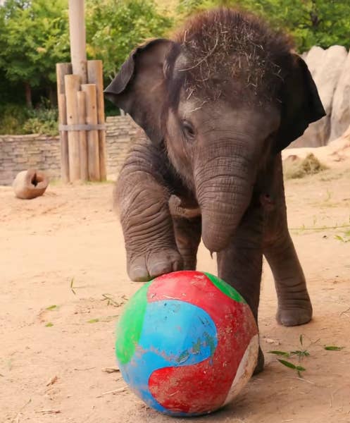 Playful Elephants at Fort Worth Zoo Kick Around a Soccer Ball Just in Time for the World Cup