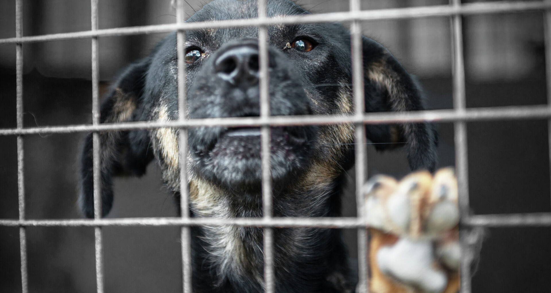 Impacts of Screwworm to Texas' already-crowded animal shelters