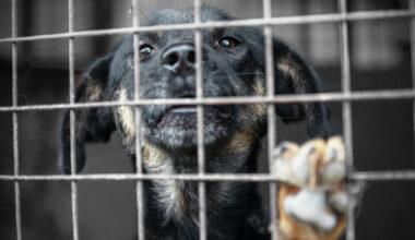 Impacts of Screwworm to Texas' already-crowded animal shelters