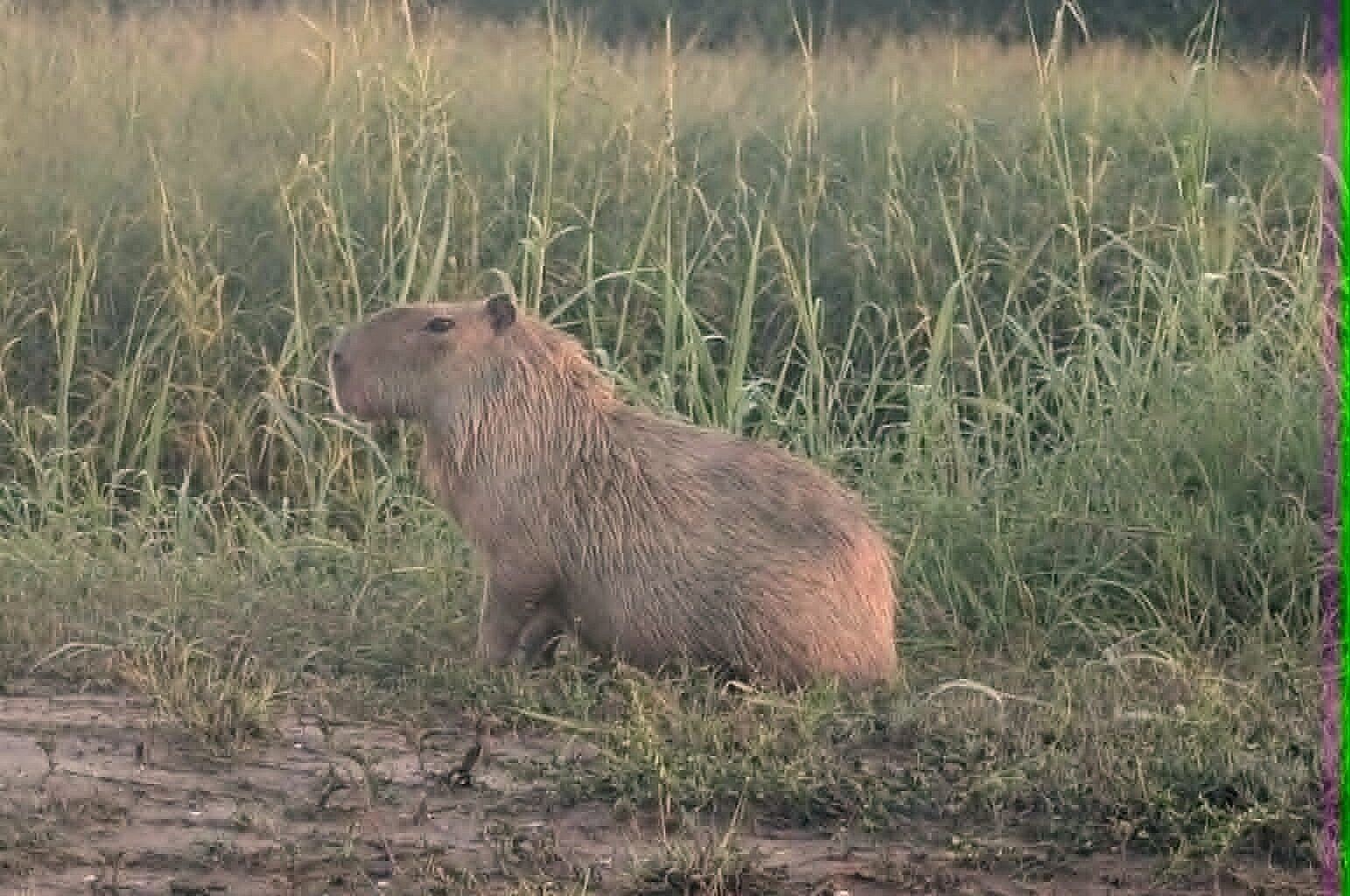 Capybara surprises runner on South Texas nature trail