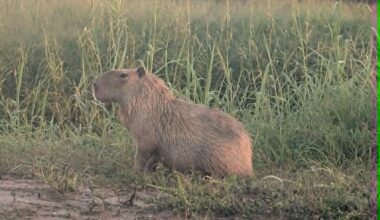 Capybara surprises runner on South Texas nature trail
