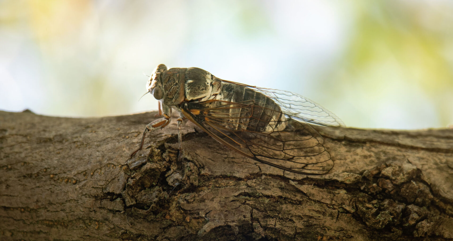 That loud sound in Texas trees? Cicadas are back for summer